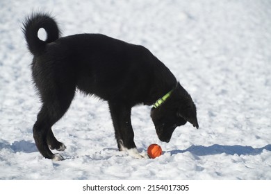 Large Breed Puppy Looks At Orange Ball In Snowy Field