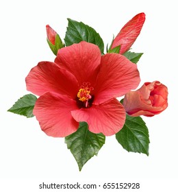 Large Bright Flowers, Buds And Leaves Of Pink Hibiscus Isolated On White Background.