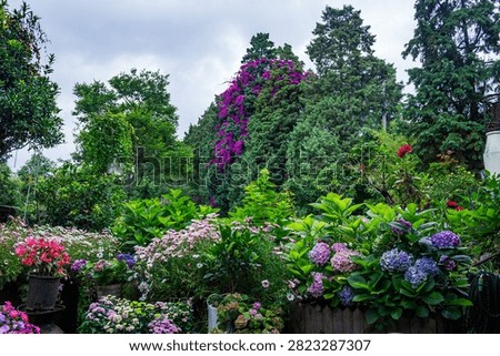large, bright inflorescences of hydrangeas