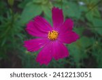 A large bright pink cosmos flower with eight petals and a yellow center on a blurred green background.