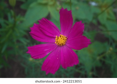 A large bright pink cosmos flower with eight petals and a yellow center on a blurred green background. - Powered by Shutterstock