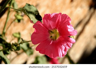 Large bright pink hibiscus flower close-up illuminated by sunlight on a blurred background	
 - Powered by Shutterstock