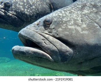 Large Brindal Sea Bass Underwater Close Up Of Eyes And Head