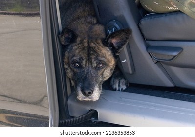 Large Brindle Dog Sitting In Car With Head Out Door