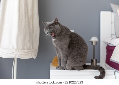 A large British cat sits on a nightstand near the bed and yawns. - Powered by Shutterstock