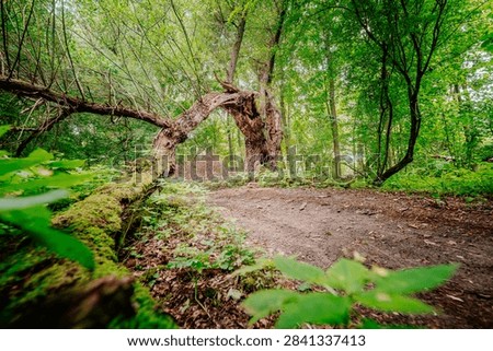 Large broken tree arching over dirt trail in dense green summer forest