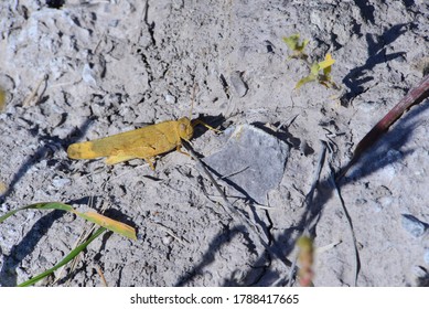 Large bronze-colored grasshopper on rocky ground.