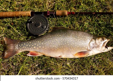 brook trout fishing rod