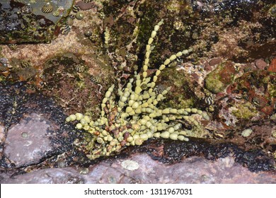 Large Brown Alga (Ascophyllum Nodosum, Phaeophyceae), Also Known As Rockweed Knotted Kelp Or Egg Wrack.  