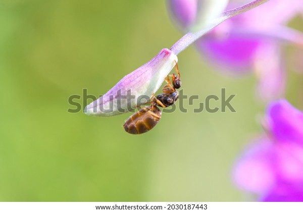 a large brown ant holds on to a small flower with\
its paws
