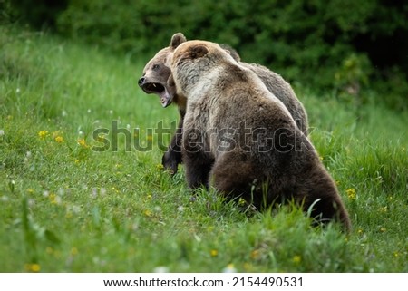 Large brown bear biting another during a fight in summer mating season.