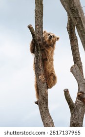 A large brown bear climbing a treee