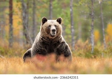 Large brown bear at fall