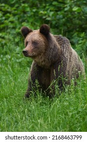 A Large Brown Bear In The Forest, Apex Predator