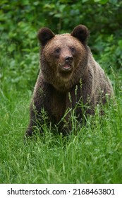 A Large Brown Bear In The Forest, Apex Predator