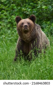 A Large Brown Bear In The Forest, Apex Predator