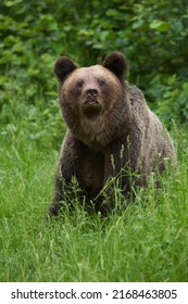 A Large Brown Bear In The Forest, Apex Predator