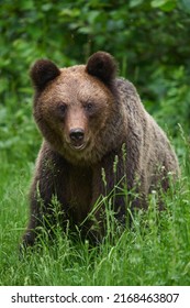 A Large Brown Bear In The Forest, Apex Predator