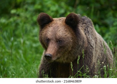 A Large Brown Bear In The Forest, Apex Predator