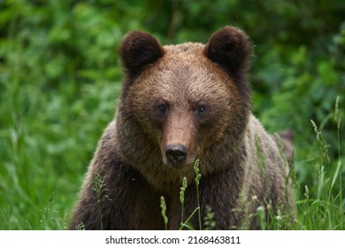 A Large Brown Bear In The Forest, Apex Predator