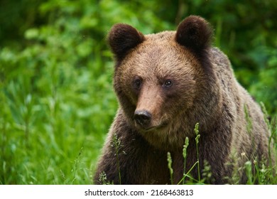 A Large Brown Bear In The Forest, Apex Predator