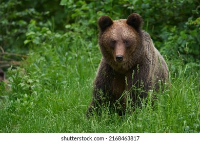 A Large Brown Bear In The Forest, Apex Predator