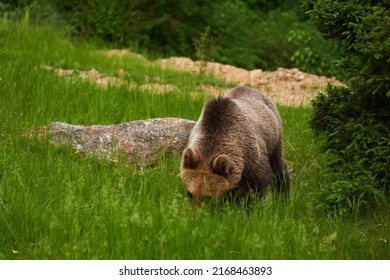 A Large Brown Bear In The Forest, Apex Predator