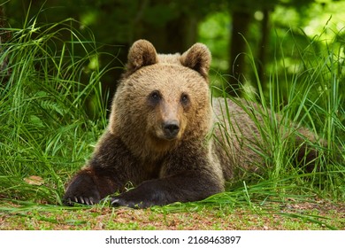 A Large Brown Bear In The Forest, Apex Predator