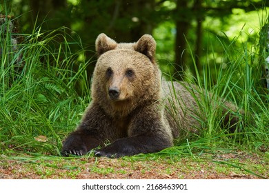 A Large Brown Bear In The Forest, Apex Predator