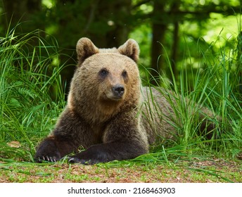 A Large Brown Bear In The Forest, Apex Predator