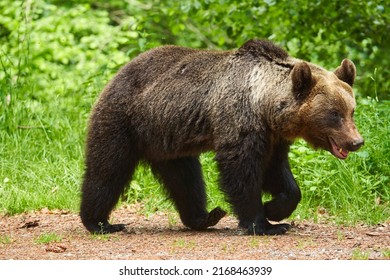 A Large Brown Bear In The Forest, Apex Predator