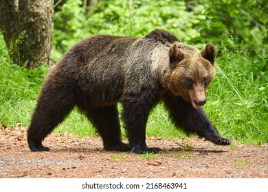 A Large Brown Bear In The Forest, Apex Predator