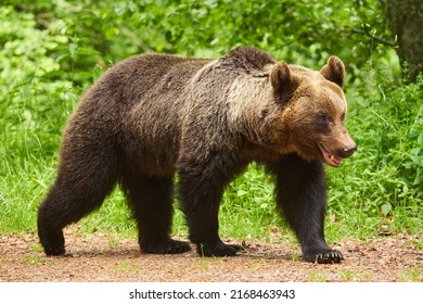 are bears apex predators