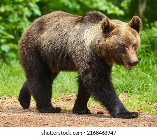 A Large Brown Bear In The Forest, Apex Predator