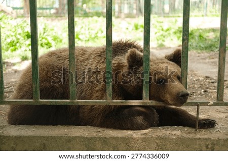 Large brown bear lying down behind green metal bars on concrete surface, surrounded by natural outdoor setting, illustrating animal captivity and restricted movement.
