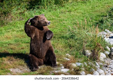 Large brown bear sitting up on his haunches with a paw up and waving, Brooks River, Katmai National Park, Alaska
