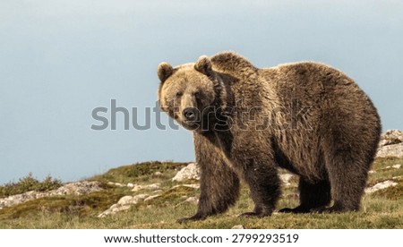 Large brown bear standing on a grassy mountain ridge looking towards the camera with thick dark fur and a powerful muscular build captured in bright natural daylight during the summer.