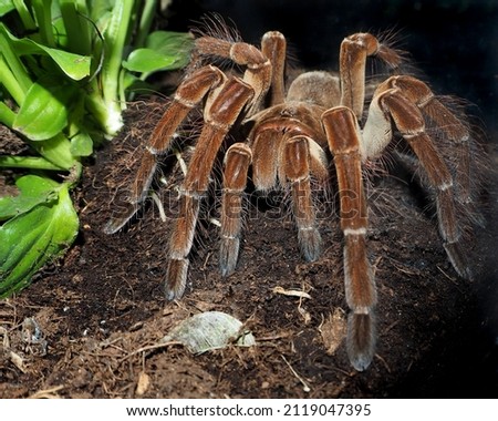 a large brown color with villi of the genus theraphosa stirmi sits on the ground next to a green plant in a terrarium
