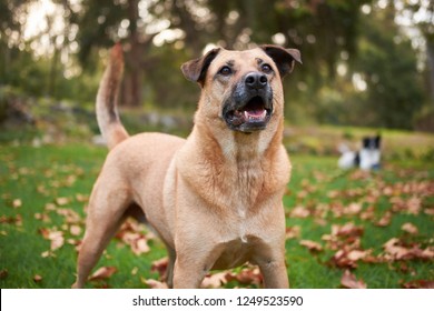 Large Brown Dog In Garden, Looking Up And Wagging Tail.