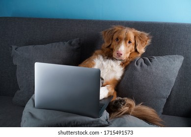 A Large Brown Dog Lying On A Couch