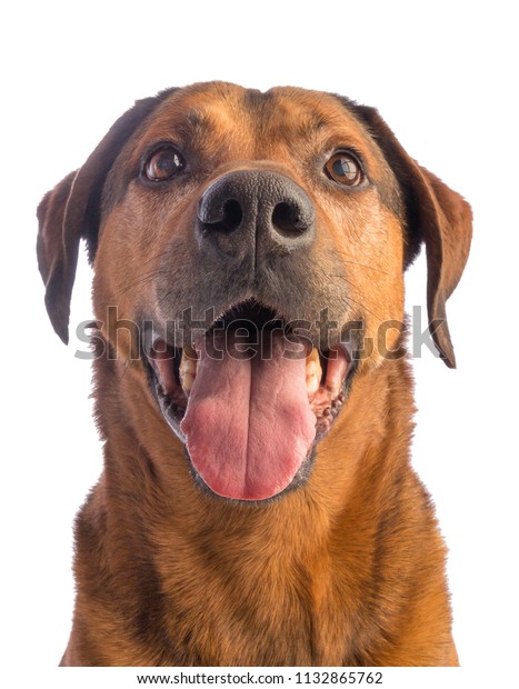 Large Brown Dog Short Hair On Stock Photo Edit Now 1132865762