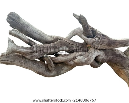 A large brown dry tree on a white background.
