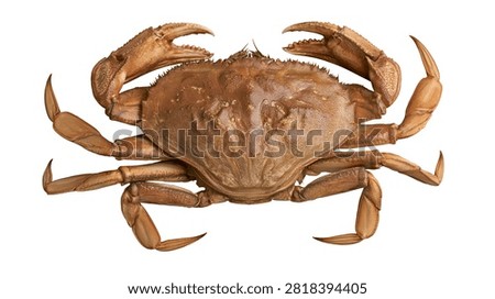 Large brown Dungeness crab with sharp claws and textured shell