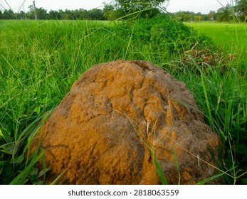 Large brown earthen termite mound built in the middle of green grass field.                              