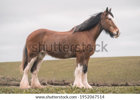 Large brown female Clydesdale Horse