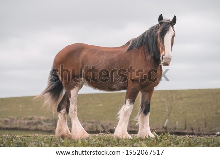 Large brown female Clydesdale Horse