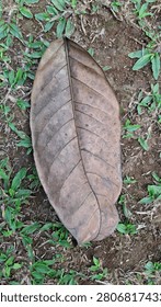 A large brown leaf lies flat on the ground. It is surrounded by green grass. The leaf shows signs of drying and has visible veins. The background has a natural setting with soil and small plants. Sunlight illuminates the scene.
