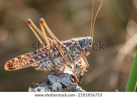 A large brown locust, Locusta migratoria, with a pattern on its body sits on branch among green vegetation in a summer garden. The migratory locust is the most widespread locust species
