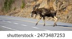 A large brown moose cautiously walking across a small highway while keeping an eye on the camera man.