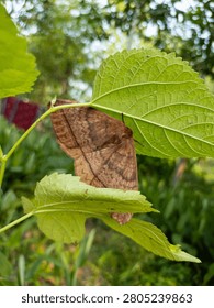 A large brown moth resting flat against the underside of a green mulberry leaf, displaying its patterned wings.